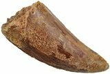 Carcharodontosaurus Tooth - Real Dinosaur Tooth #234328-1